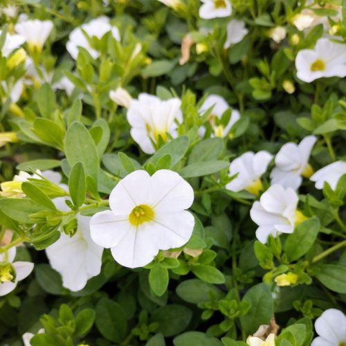 Calibrachoa Callie White