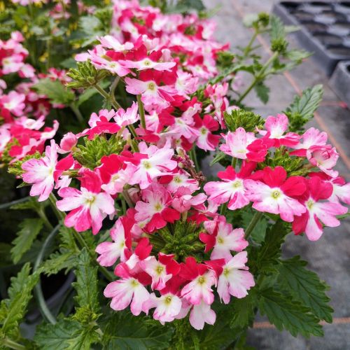 Verveine Hybrida Lanai Twister Red