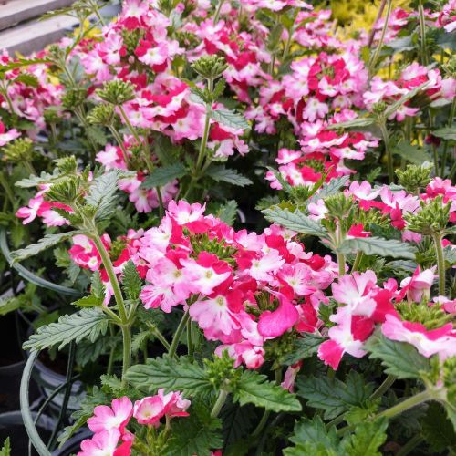 Verveine Hybrida Lanai Twister Red