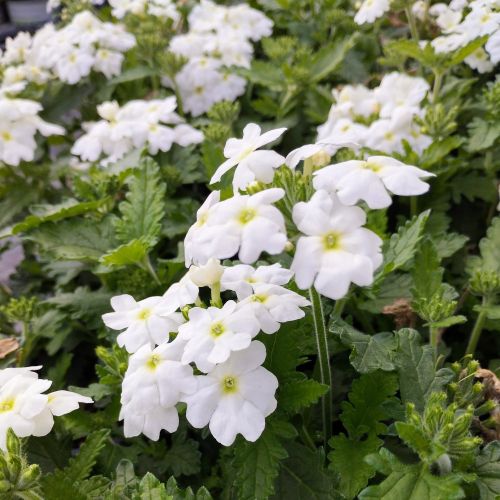 Verveine Retombante Empress Flair White