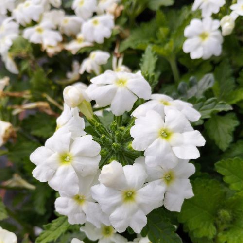 Verveine Retombante Empress Flair White