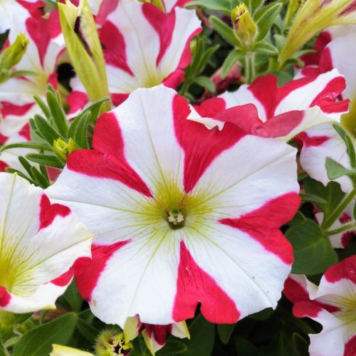 Petunia Amore King of Hearts