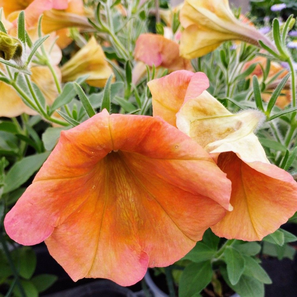 Petunia Cascadias Indian Summer