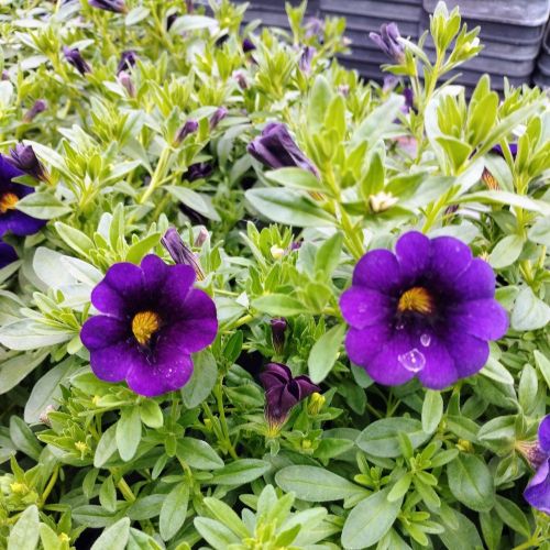 Calibrachoa Callie Hybrida Deep Blue