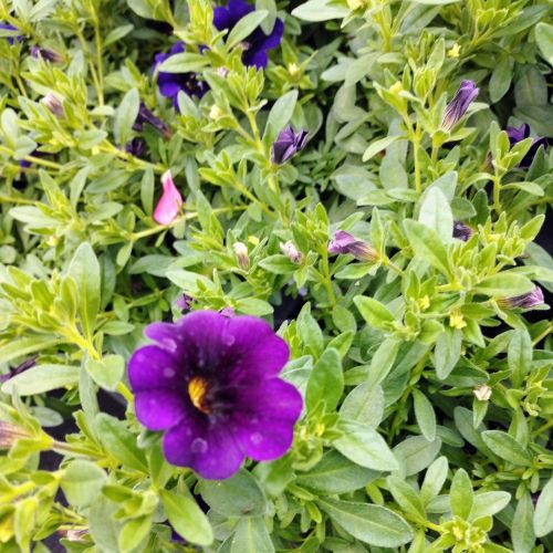 Calibrachoa Callie Hybrida Deep Blue