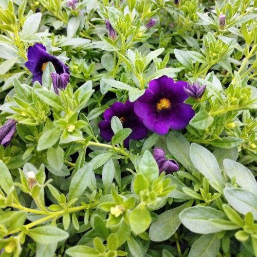 Calibrachoa Callie Hybrida Deep Blue