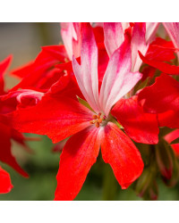 Geranium Zonal Fireworks rouge blanc