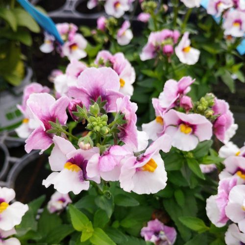 Nemesia Droit Nuvo Purple Bicolore