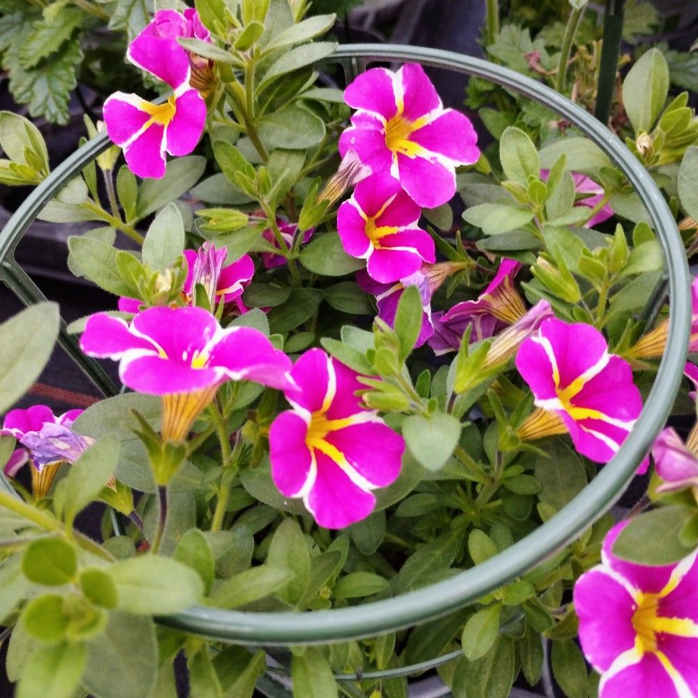 Calibrachoa Retombant Rave Pink 16