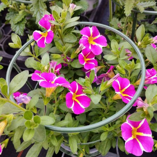 Calibrachoa Retombant Rave Pink 16