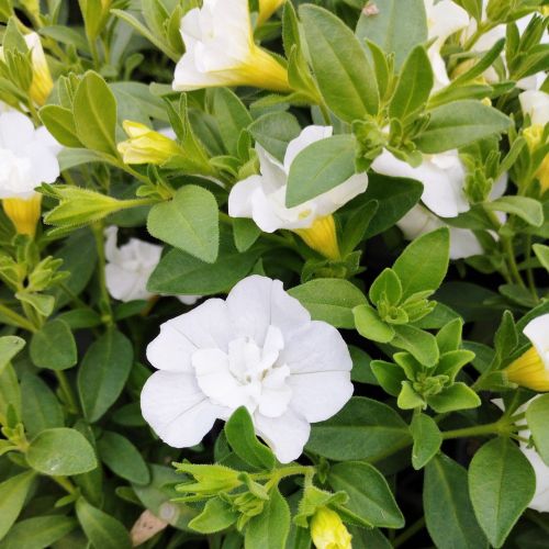 Calibrachoa Retombant Mini Famous Uno Double White 22