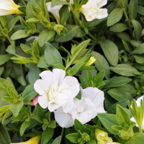 Calibrachoa Retombant Mini Famous Uno Double White 22