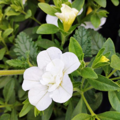 Calibrachoa Retombant Mini Famous Uno Double White 22