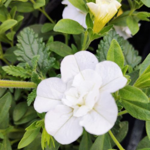 Calibrachoa Retombant Mini Famous Uno Double White 22