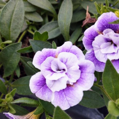 Calibrachoa Uno Double Lavtastic
