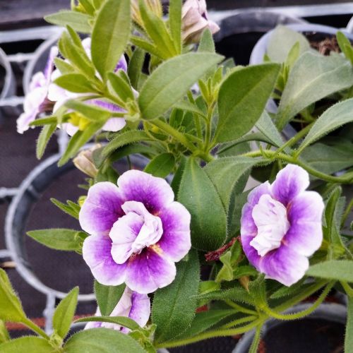 Calibrachoa Uno Double Lavtastic