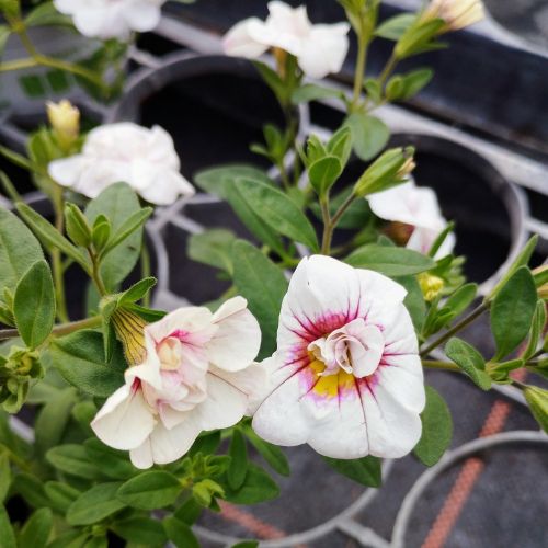 Calibrachoa Uno Double White Pink Vein