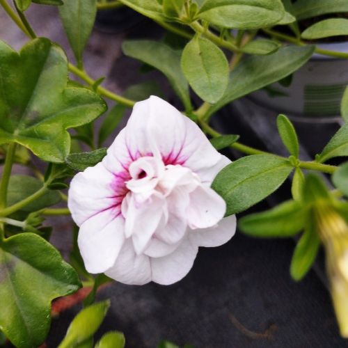 Calibrachoa Uno Double White Pink Vein