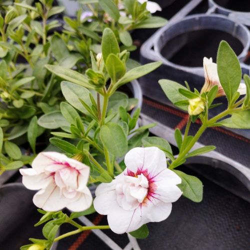 Calibrachoa Uno Double White Pink Vein