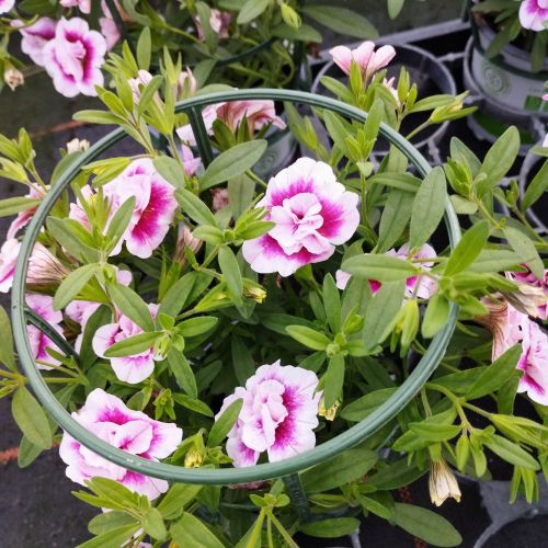 Calibrachoa Uno Double Pinktastic