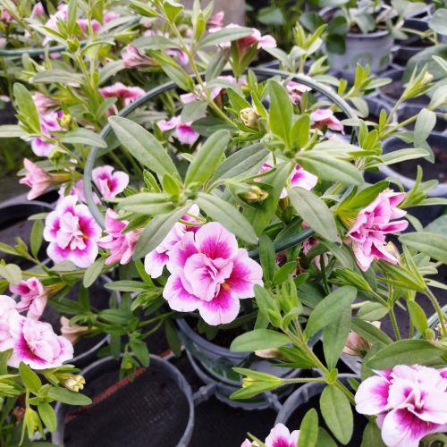 Calibrachoa Uno Double Pinktastic