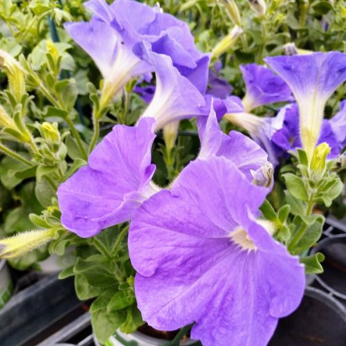 Petunia Surfinia Sky Blue