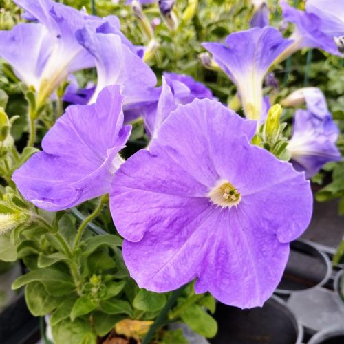 Petunia Surfinia Sky Blue