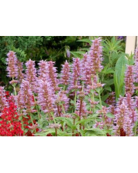 Agastache Bleu Fortune