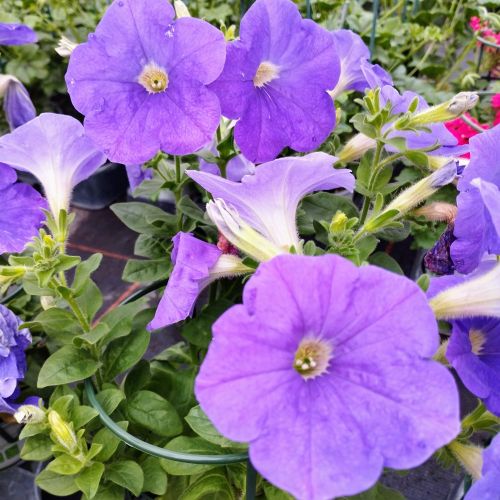 Petunia Surfinia Sky Blue