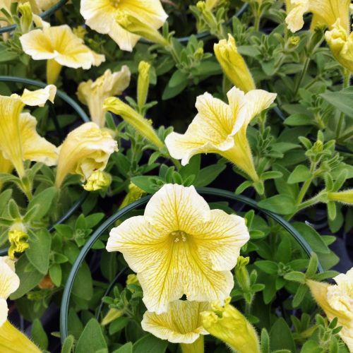 Petunia Surfinia Yellow Dream