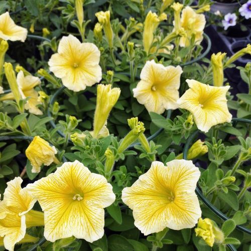 Petunia Surfinia Yellow Dream