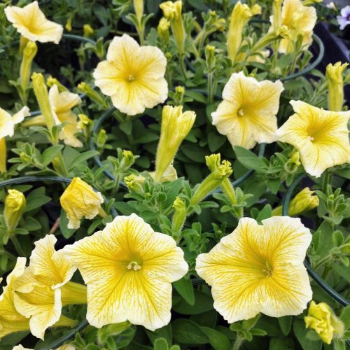 Petunia Surfinia Yellow Dream