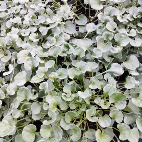 Dichondra Silverfalls