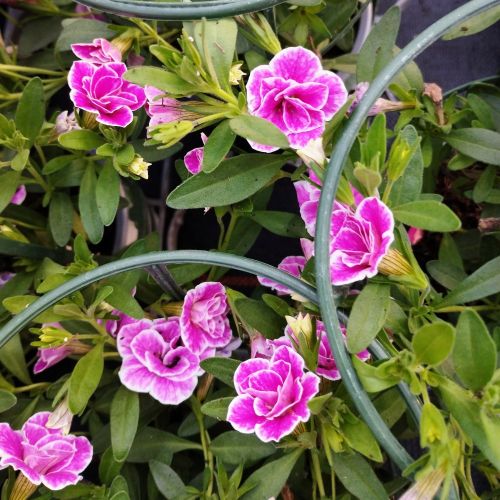 Calibrachoa Superbells Double Sweet Love