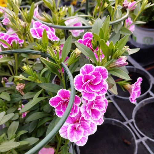 Calibrachoa Superbells Double Sweet Love