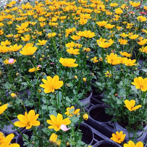 Bidens Golden Empire Jaune