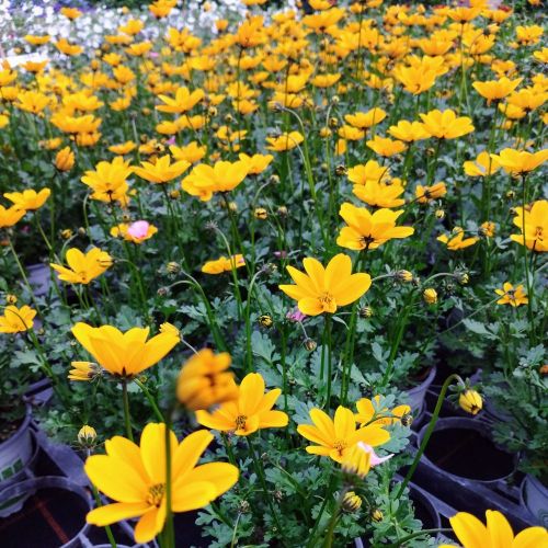 Bidens Golden Empire Jaune