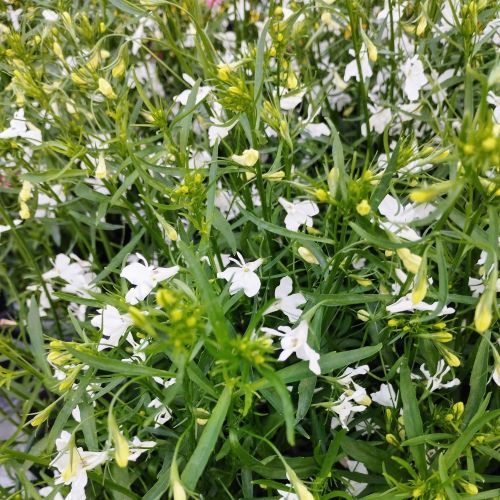 Lobelia Retombant Anabel Snow White