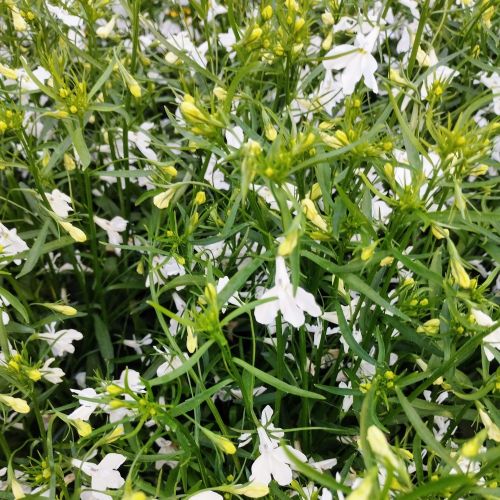 Lobelia Retombant Anabel Snow White