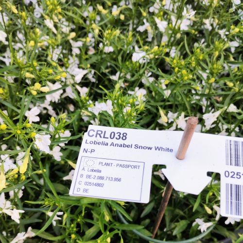Lobelia Retombant Anabel Snow White