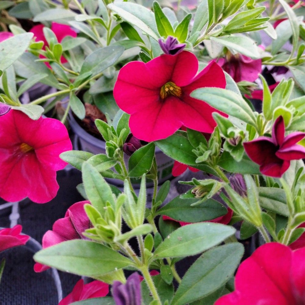 Calibrachoa Noa Red Improved