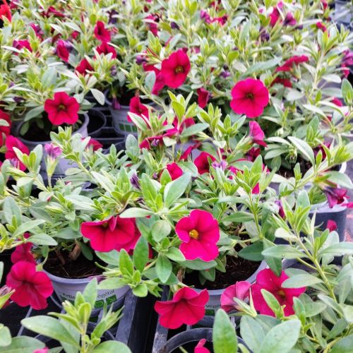 Calibrachoa Noa Red Improved