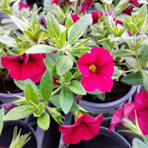 Calibrachoa Noa Red Improved