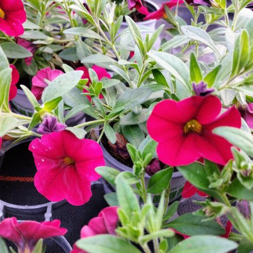 Calibrachoa Noa Red Improved