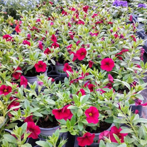 Calibrachoa Noa Red Improved