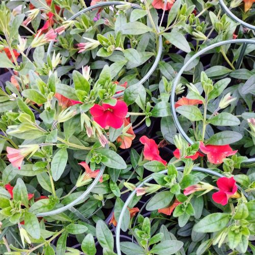Calibrachoa Callie Orange