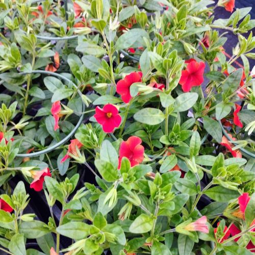 Calibrachoa Callie Orange