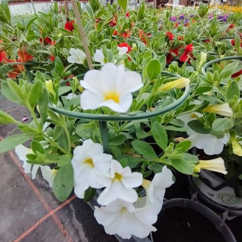 Calibrachoa Callie White