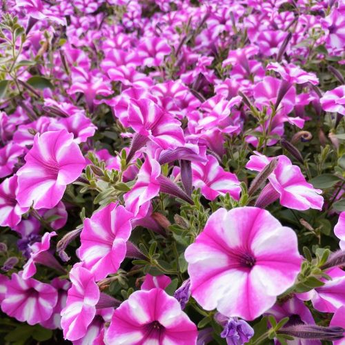 Calibrachoa Étoilé Rose Et Blanc