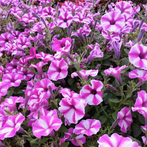 Calibrachoa Étoilé Rose Et Blanc